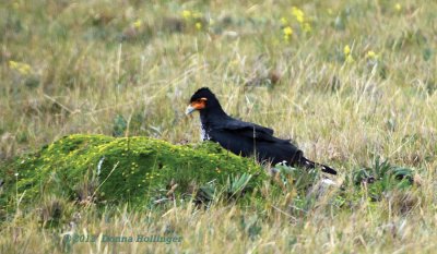 Carunculated Caracara with Wildflowers