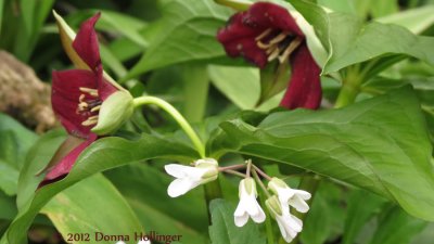 Trillium and ...