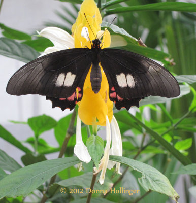 Heliconius Butterfly on a Zebra plant
