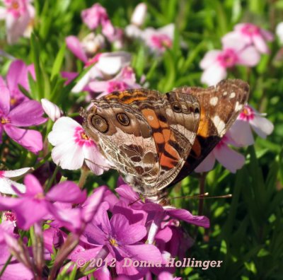 American Lady (Vanessa virginiensis)