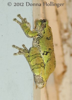 Gray Treefrog 