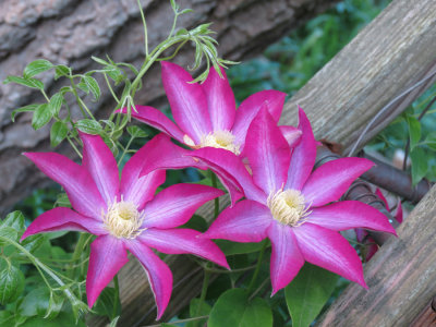 Lyon Ville Clematis