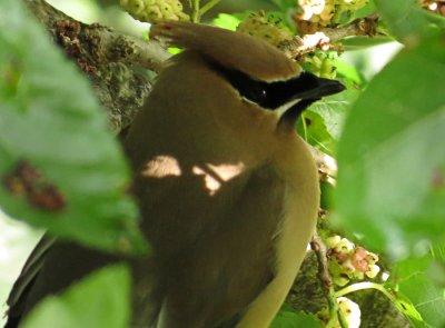 Cedar Waxwing on the Mulberry Tree