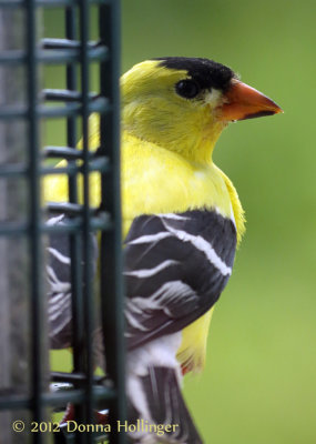 Male Goldfinch