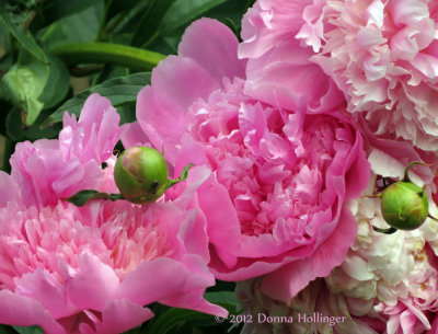 Fluffy Peonies before the rain!