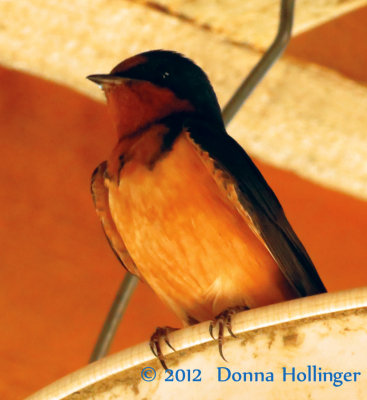 Barn Swallow at Edgewater Farm