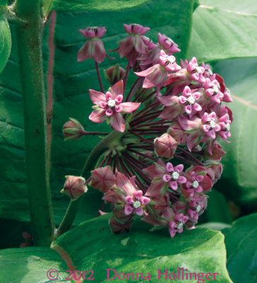 Milkweed Pods