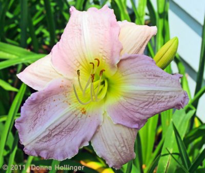 Daylilly from Frost Gardens