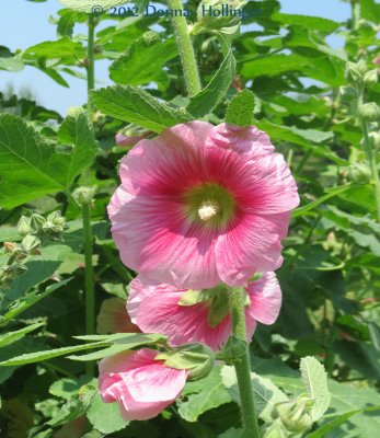 Peachy Cream Hollyhock