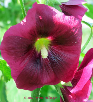 Anni's Hollyhock