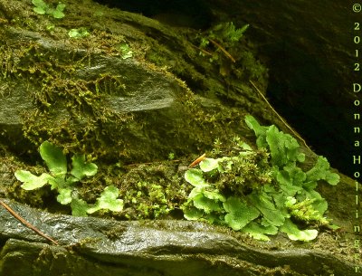 Liverwort in the White River