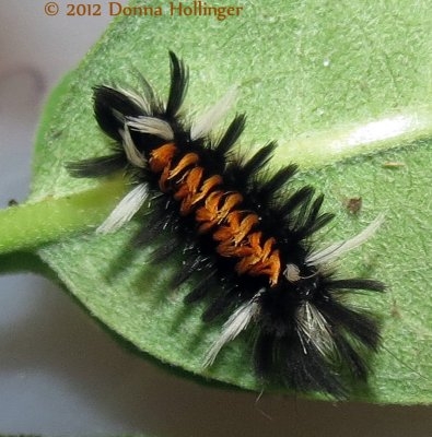 Euchaestes egle, Milkweed Tussock  Caterpillar