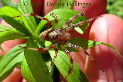 Spider on our walk