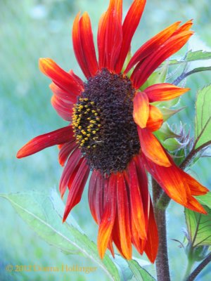 Red Sunflower in the Upper Garden