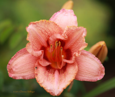 Peachy Frilled Daylilly with Bug
