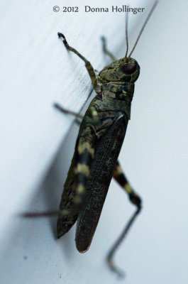 Camouflage Grasshopper