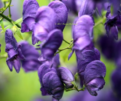 Monkshood