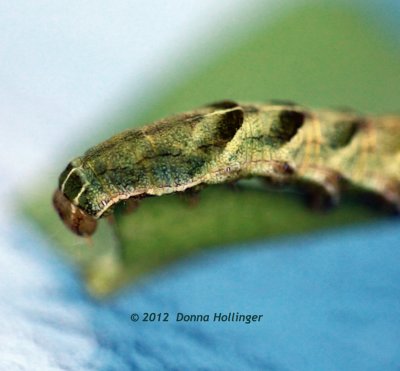 Chevroned Caterpillar