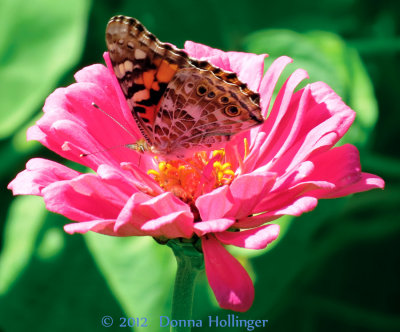 Anni's Zinnia with Vanessa 