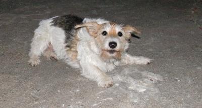 Wired Haired Jack Russell