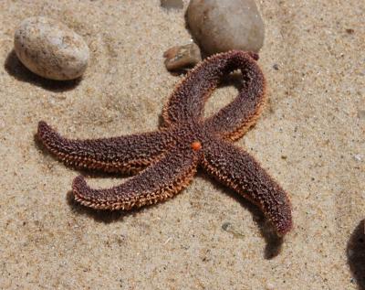 Starfish on the beach