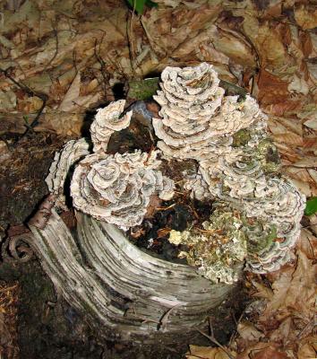 Mushroom roses on a birch stump