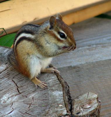 Chipmunk hangin around!