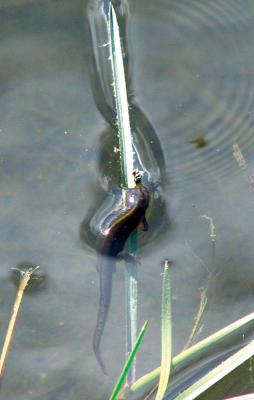 Red Spotted Newt