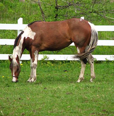 Valley horse