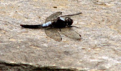 Chalk-fronted Corporal