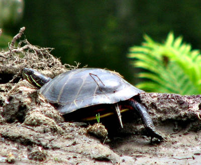 Turtle Turn tail
