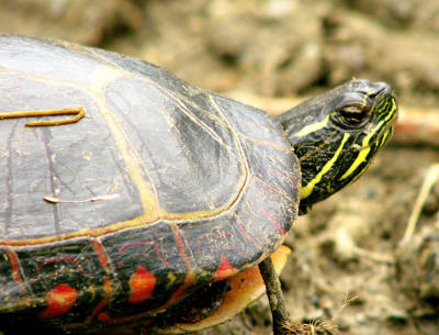 Painted Turtle shell and head