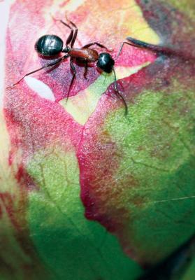 The ant and the peony