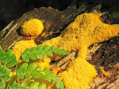 Yellow Mold, Green Fern, Red Blood