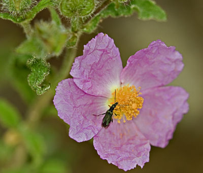 Beetle in a rose flower