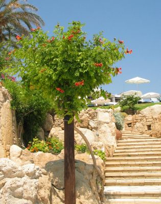Stairs to Coral Beach