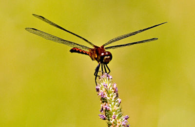 Red Dragon Fly