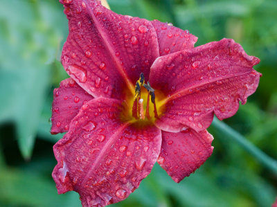Daylily after a heavy downpour