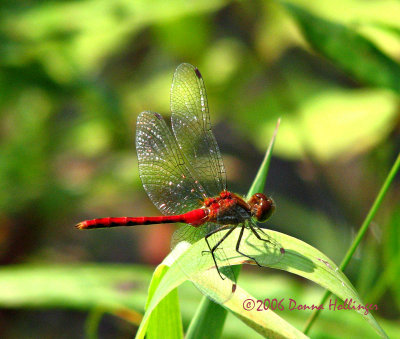 Meadowhawk Dragonfly