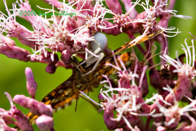 alternate view.white spider and fritillary