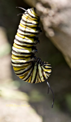 Larva Hanging Around