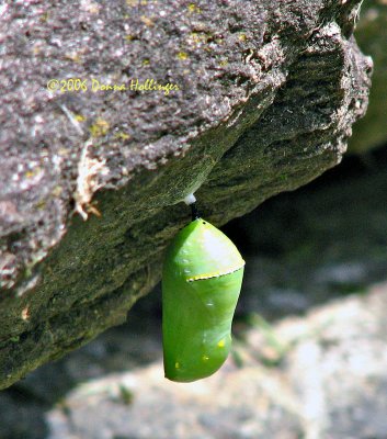 Pupa