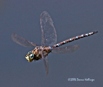 Canadian Darner Patrolling