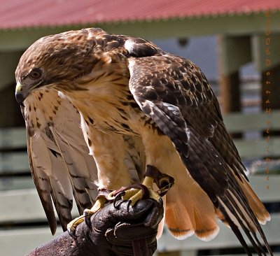 Red Tailed Hawk