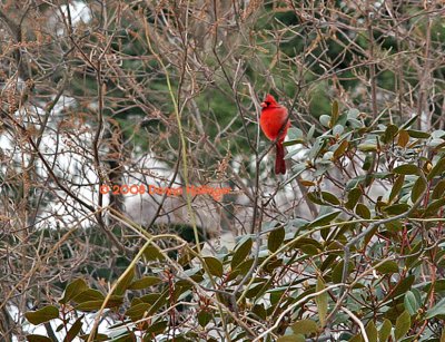Red Cardinal