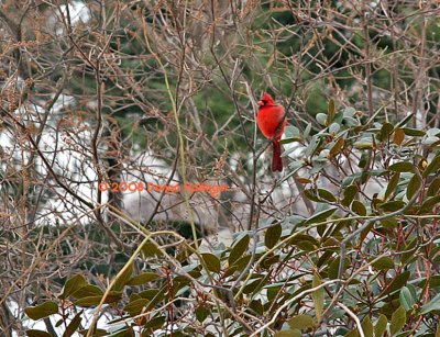 Red Cardinal