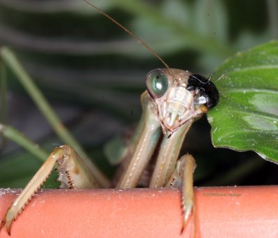 Our Pet Praying Mantis