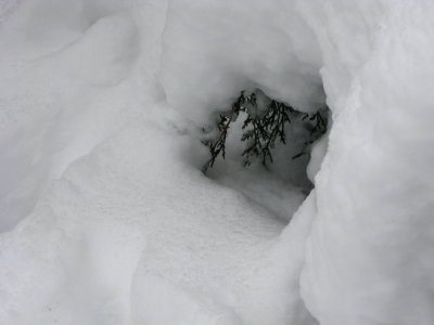 Cypress Branch in a Snowy Tunnel
