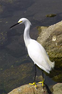 Egret