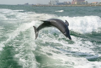 Dolphin taken from the Sea Screamer Speedboat